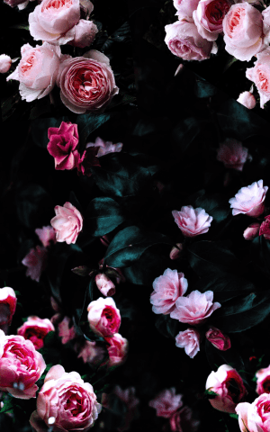 4K Flower Wallpaper 