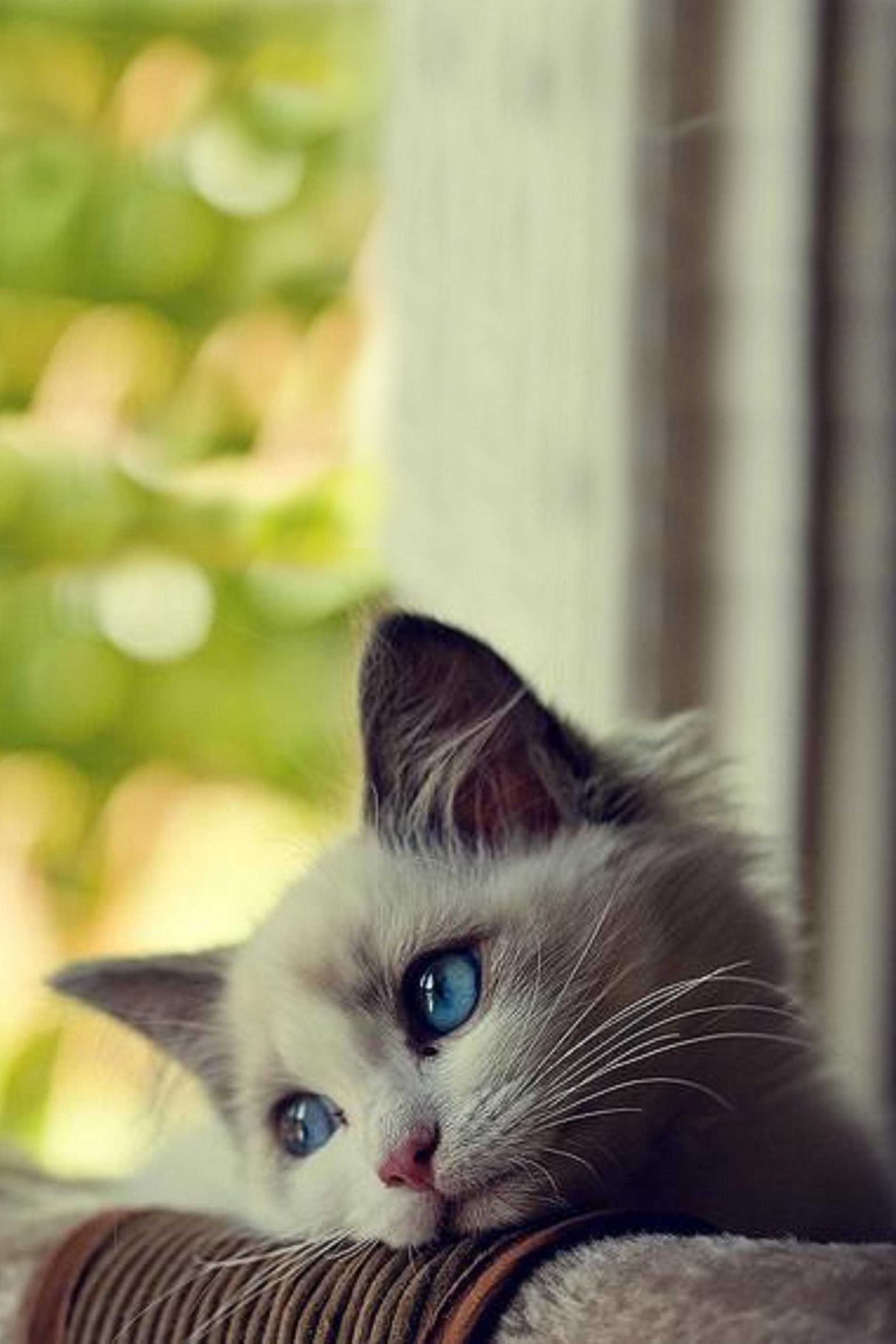 Kitten Wallpapers - Top 65 Best Kitten Backgrounds Download