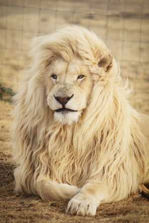 Lion Wallpaper