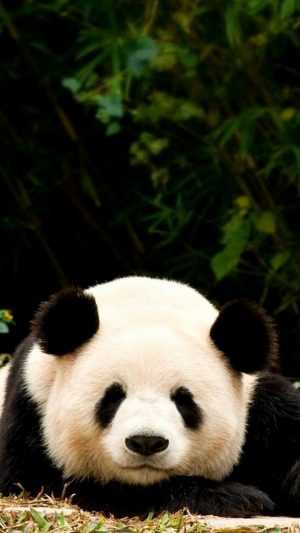 Panda Background 