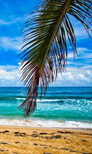 Summer Wallpaper