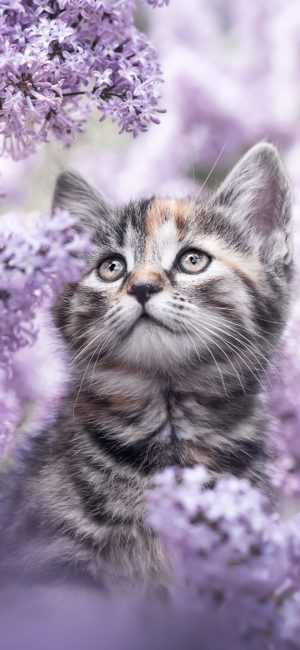 Kitten Wallpaper 