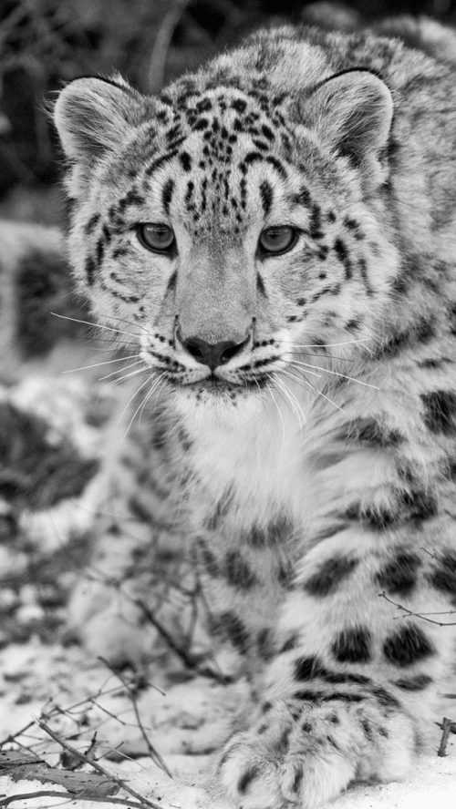 Snow Leopard Background | WhatsPaper