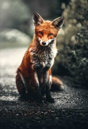 Fox Background