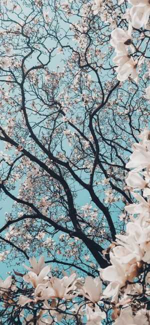 HD Spring Wallpaper 