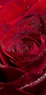 4K Rose Wallpaper