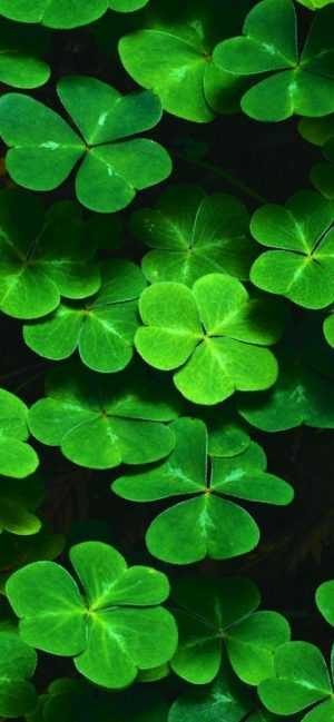 Shamrock Wallpaper