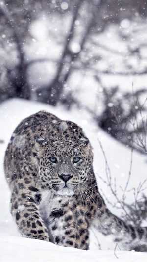 Snow Leopard Background