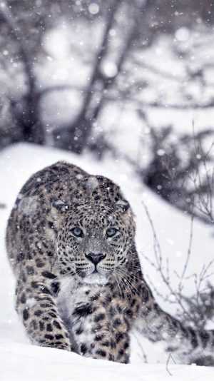 Snow Leopard Background 