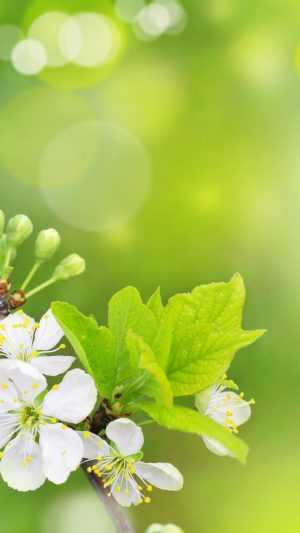 Spring Background 