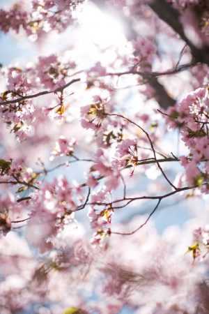 Spring Wallpaper