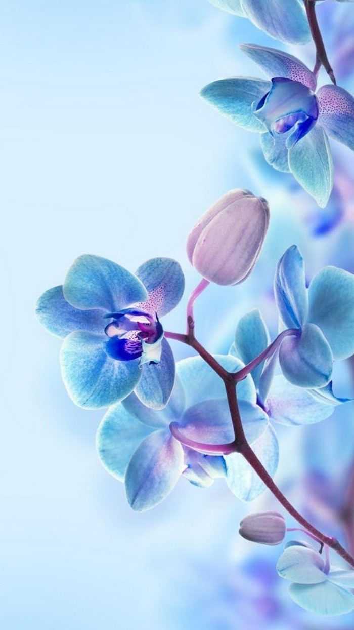 HD Flower Wallpaper | WhatsPaper