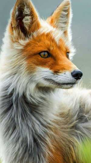 Fox Background 