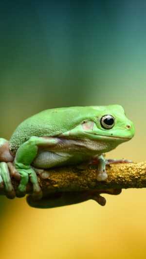 Frog Wallpaper