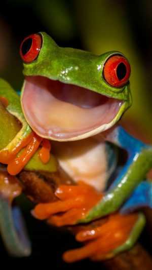 HD Frog Wallpaper