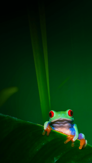 4K Frog Wallpaper