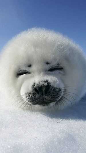 Puppy Wallpaper