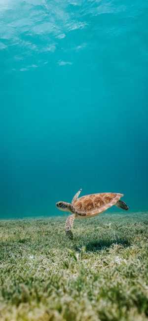 Turtles Wallpaper
