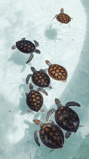 Turtles Wallpaper