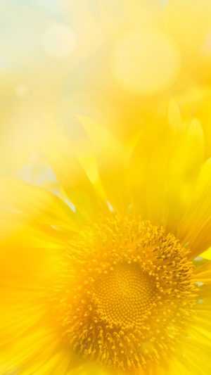 Afternoon Wallpaper 