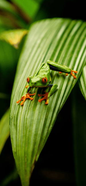 HD Frog Wallpaper