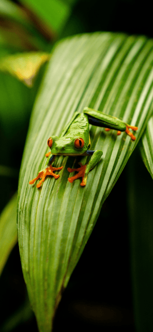 HD Frog Wallpaper 