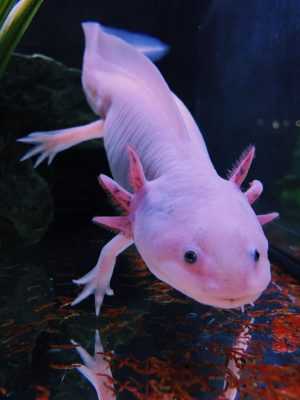 HD Axolotl Wallpaper 