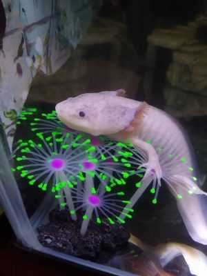 Axolotl Bckground 