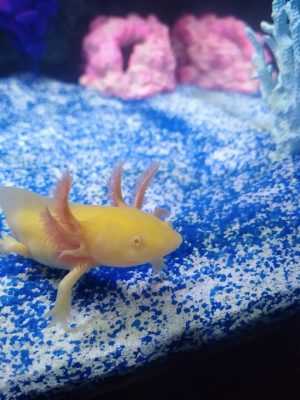 Axolotl Bckground