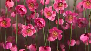Desktop Flowers Png Wallpaper