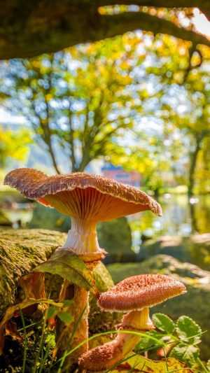 Mushroom Background