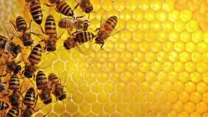 Desktop Bee Wallpaper