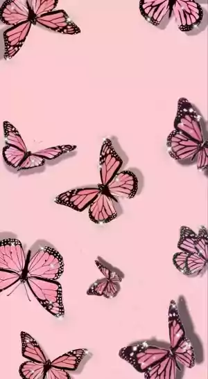 Butterfly Wallpaper 