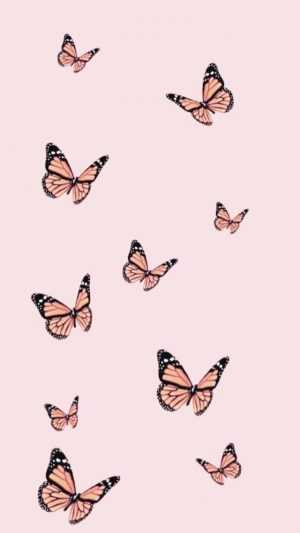 HD Butterfly Wallpaper 