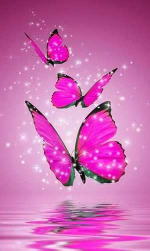 Butterfly Wallpaper 