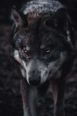 Black Wolf Background | WhatsPaper