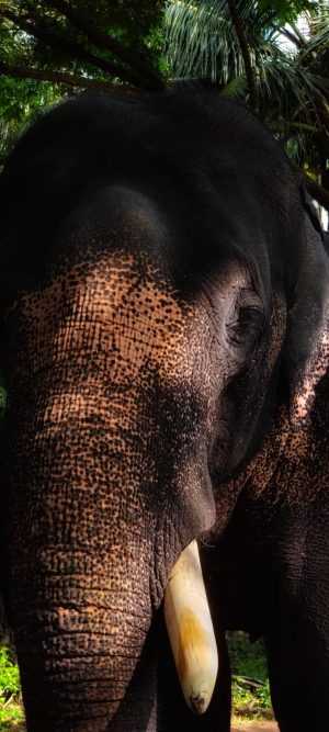 HD Elephant Wallpaper