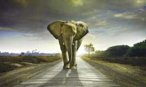 Elephant Wallpaper Desktop