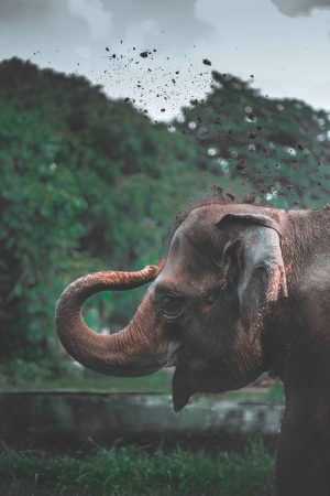 Elephant Wallpaper 