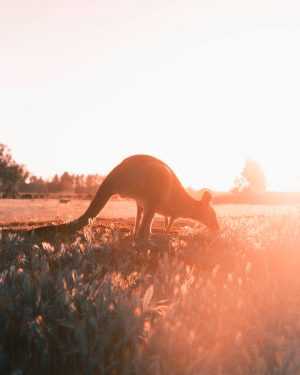 HD Kangaroo Wallpaper 