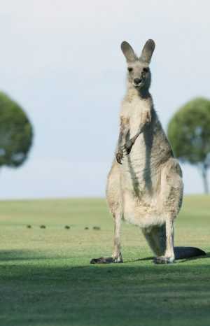 HD Kangaroo Wallpaper