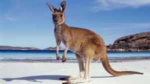 Desktop Kangaroo Wallpaper