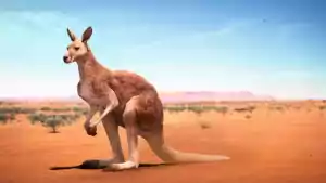 Desktop Kangaroo Wallpaper 