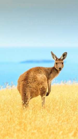 Kangaroo Wallpaper 