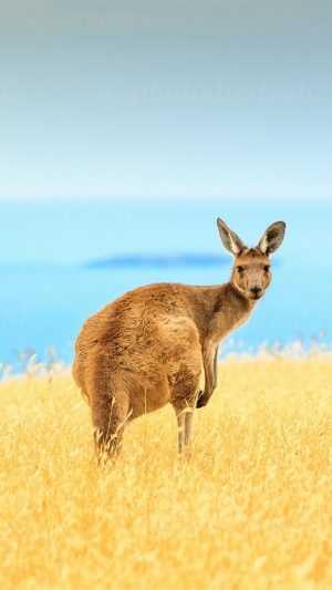 Kangaroo Wallpaper