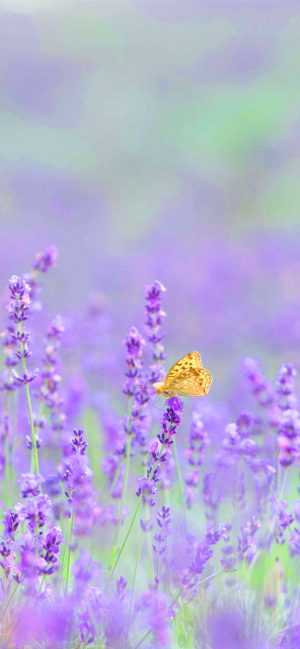 Lavender Background 