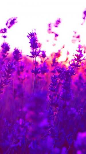 HD Lavender Wallpaper 