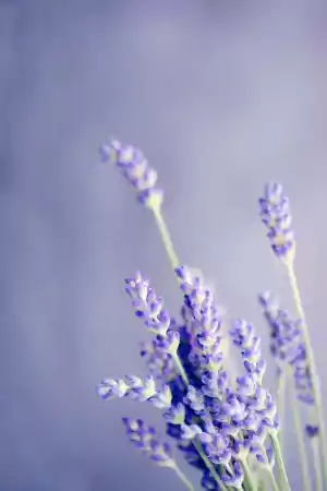 Lavender Wallpaper