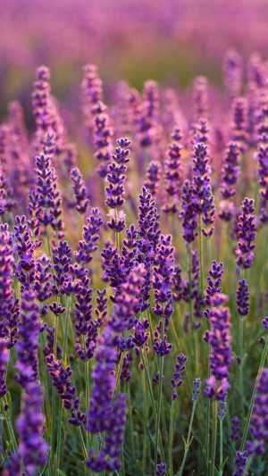 Lavender Wallpaper 