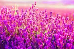 Lavender Wallpaper Desktop 